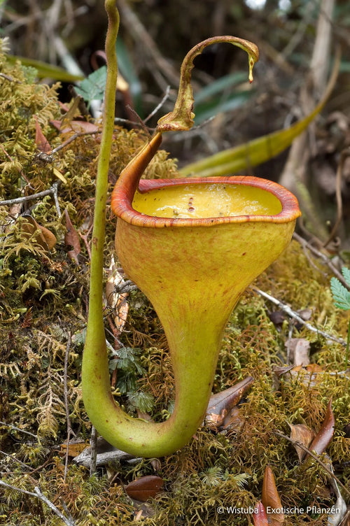 Nepenthes eymae (Sulawesi) 大森食虫植物農園