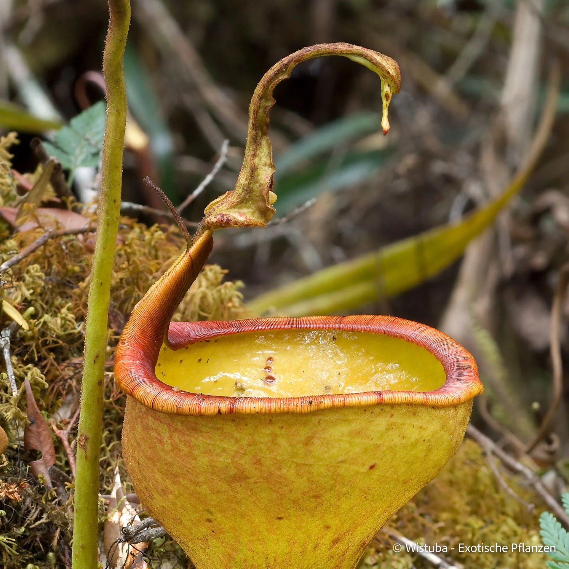 Nepenthes eymae (Sulawesi) 大森食虫植物農園