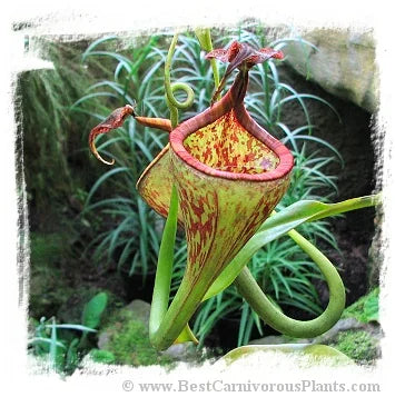 Nepenthes eymae {seedgrown individual, Gunung Tambusisi, Morowali Nature Reserve, central Sulawesi, Indonesia} [BCP ID# N2144, 2145-00] / 1株の苗, サイズ 4-10 cm 大森食虫植物農園
