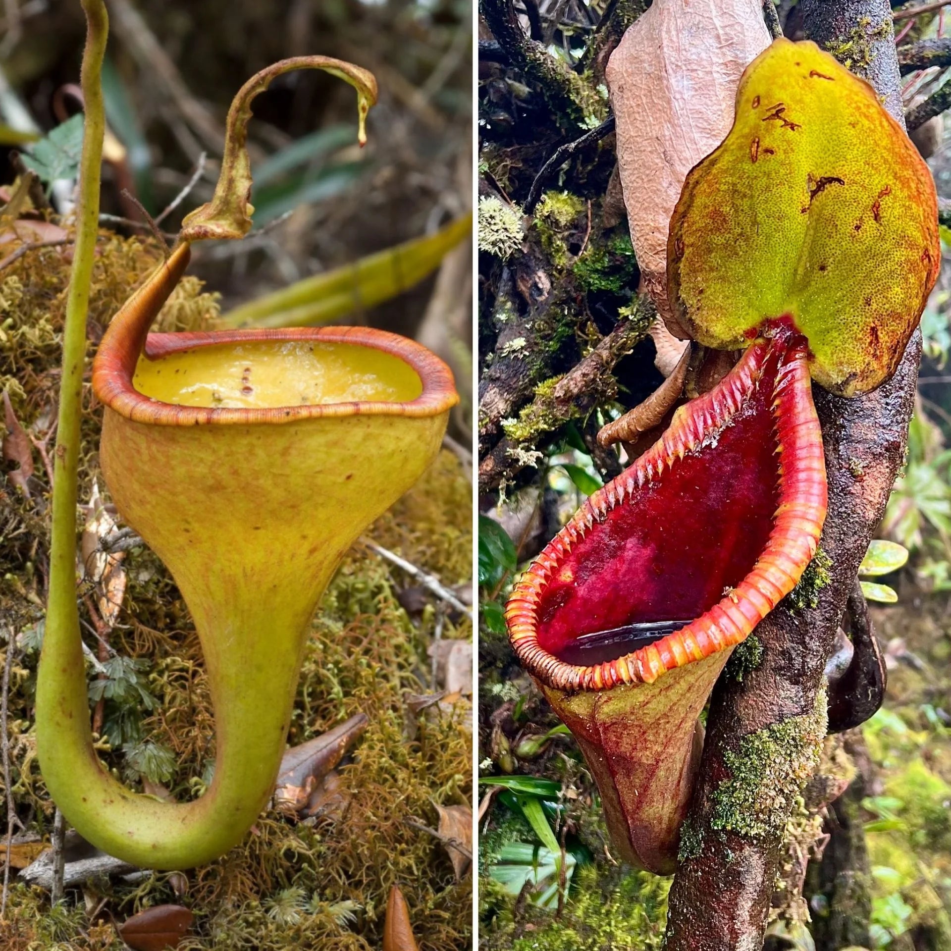 Nepenthes eymae x Trusmadiensis 大森食虫植物農園