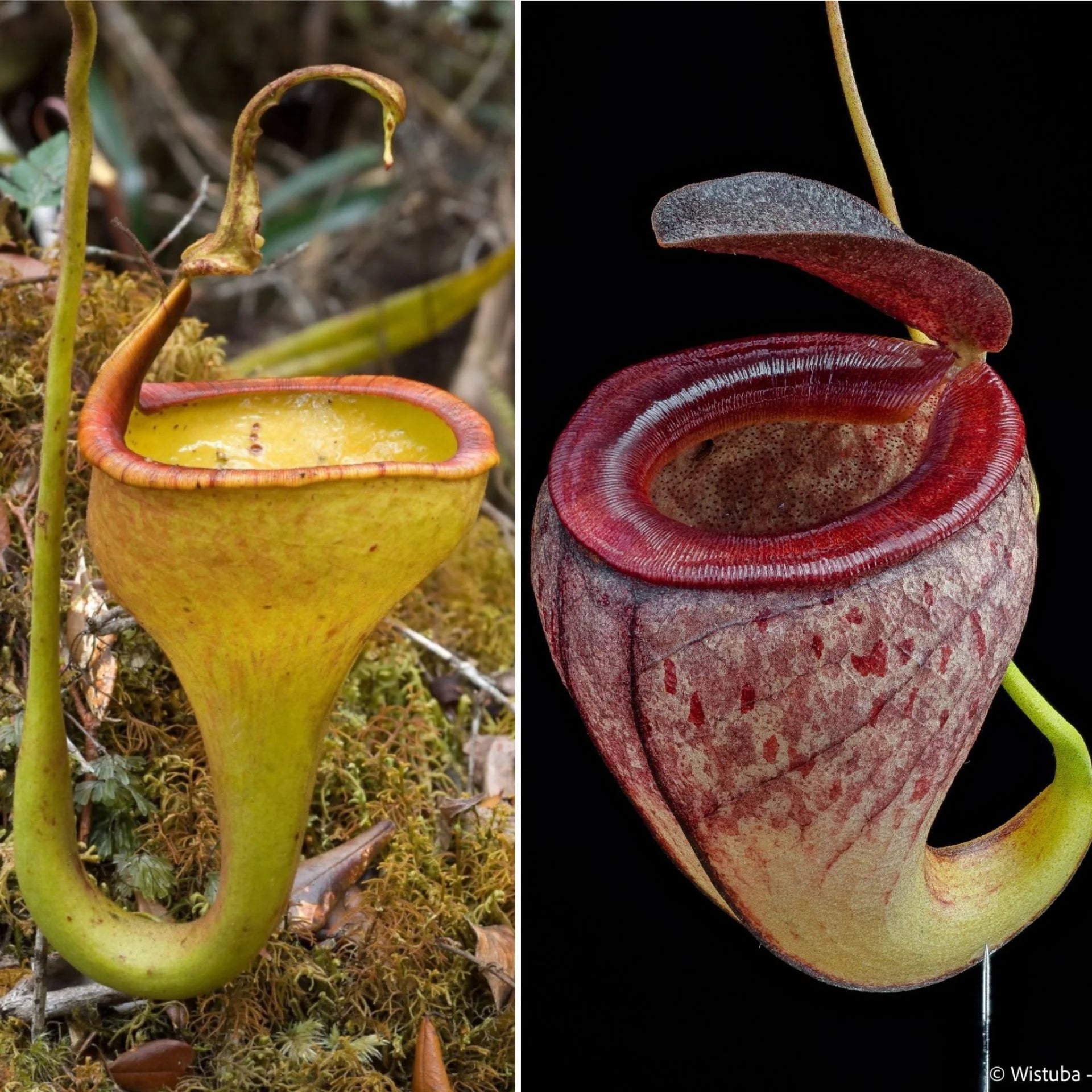 Nepenthes eymae x tenuis 大森食虫植物農園