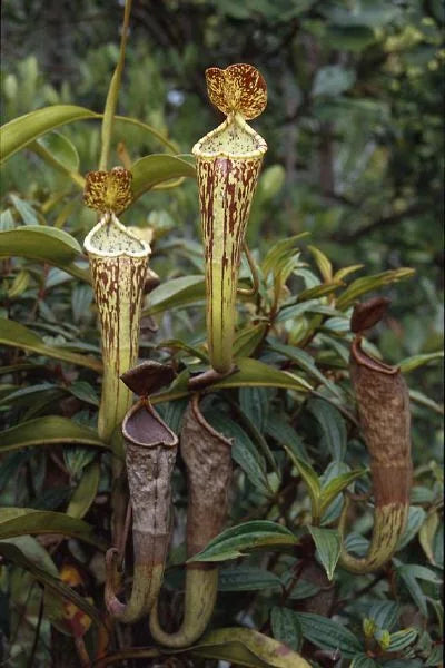 Nepenthes fallax (Bareo, Borneo) 大森食虫植物農園