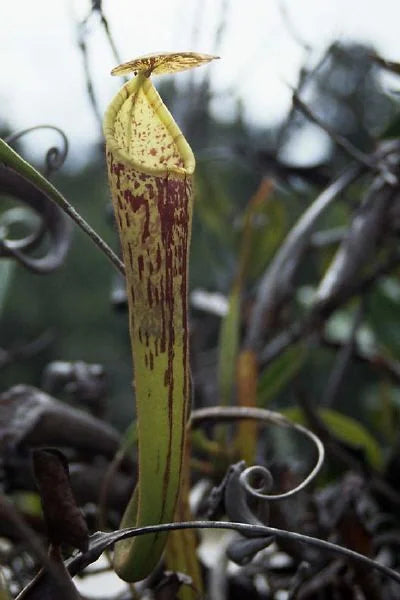 Nepenthes fallax (Bareo, Borneo) 大森食虫植物農園
