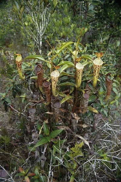 Nepenthes fallax (Bareo, Borneo) 大森食虫植物農園