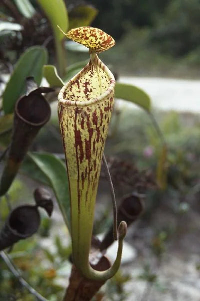 Nepenthes fallax (Bareo, Borneo) 大森食虫植物農園