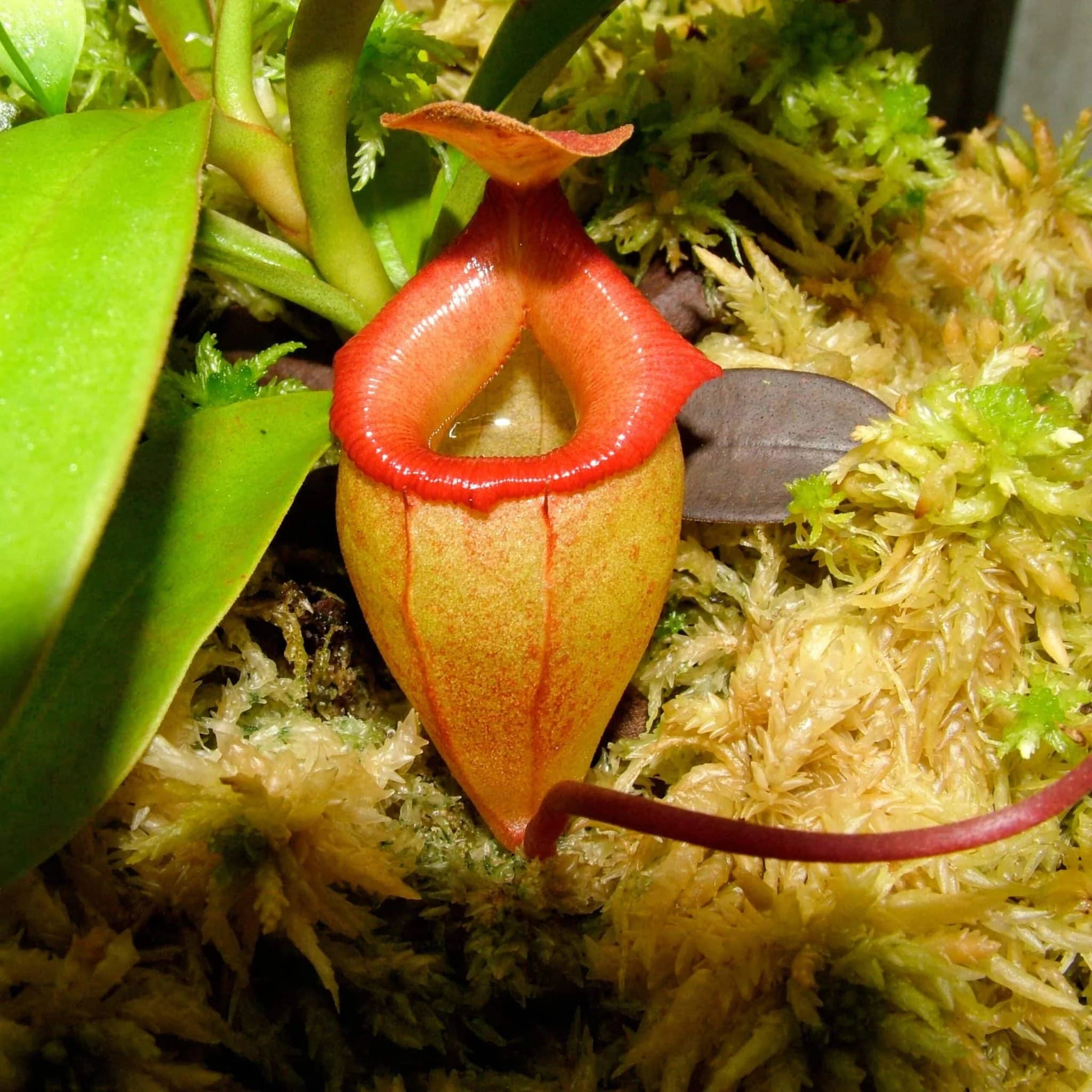 Nepenthes flava, 12 cm 大森食虫植物農園
