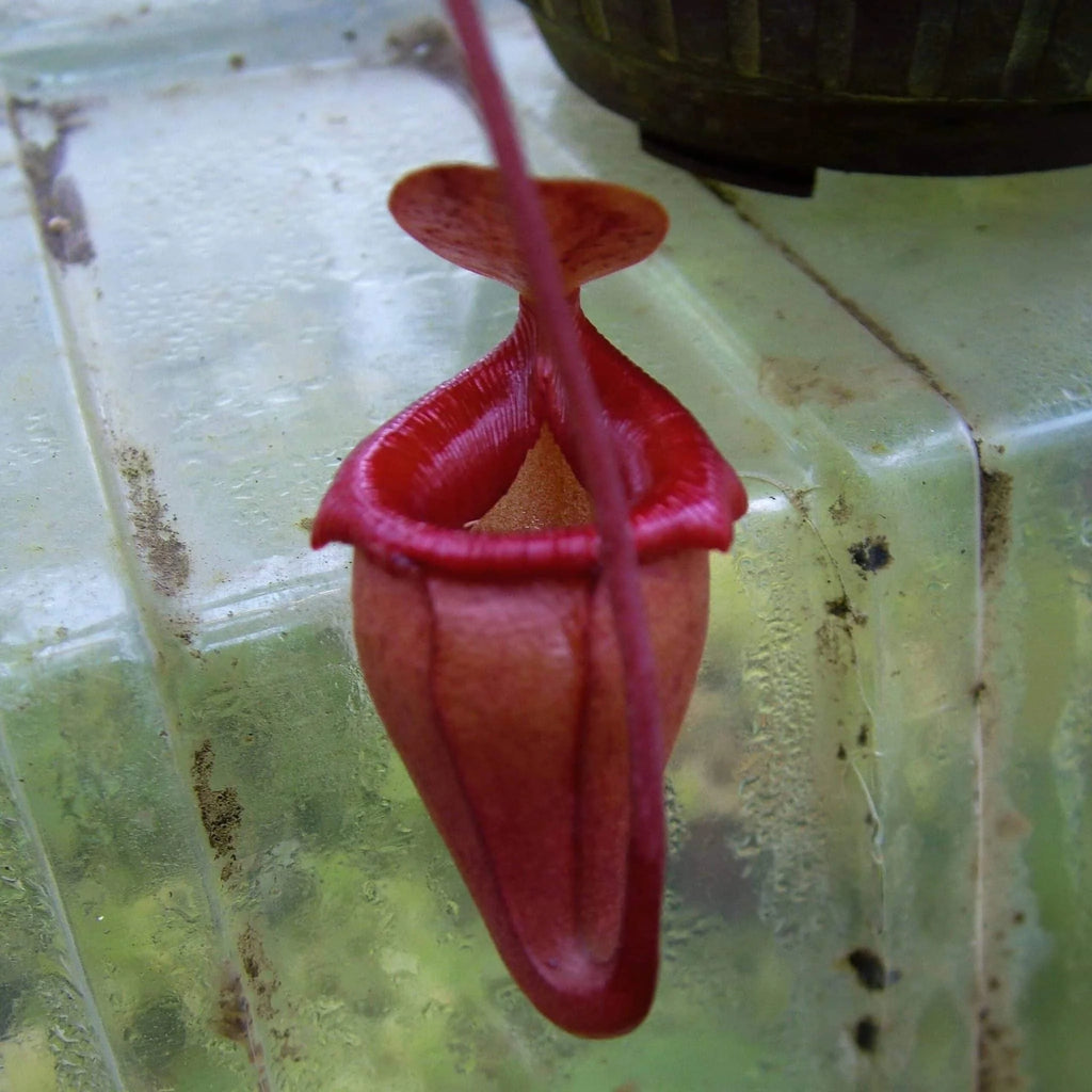 Nepenthes flava, 12 cm 大森食虫植物農園