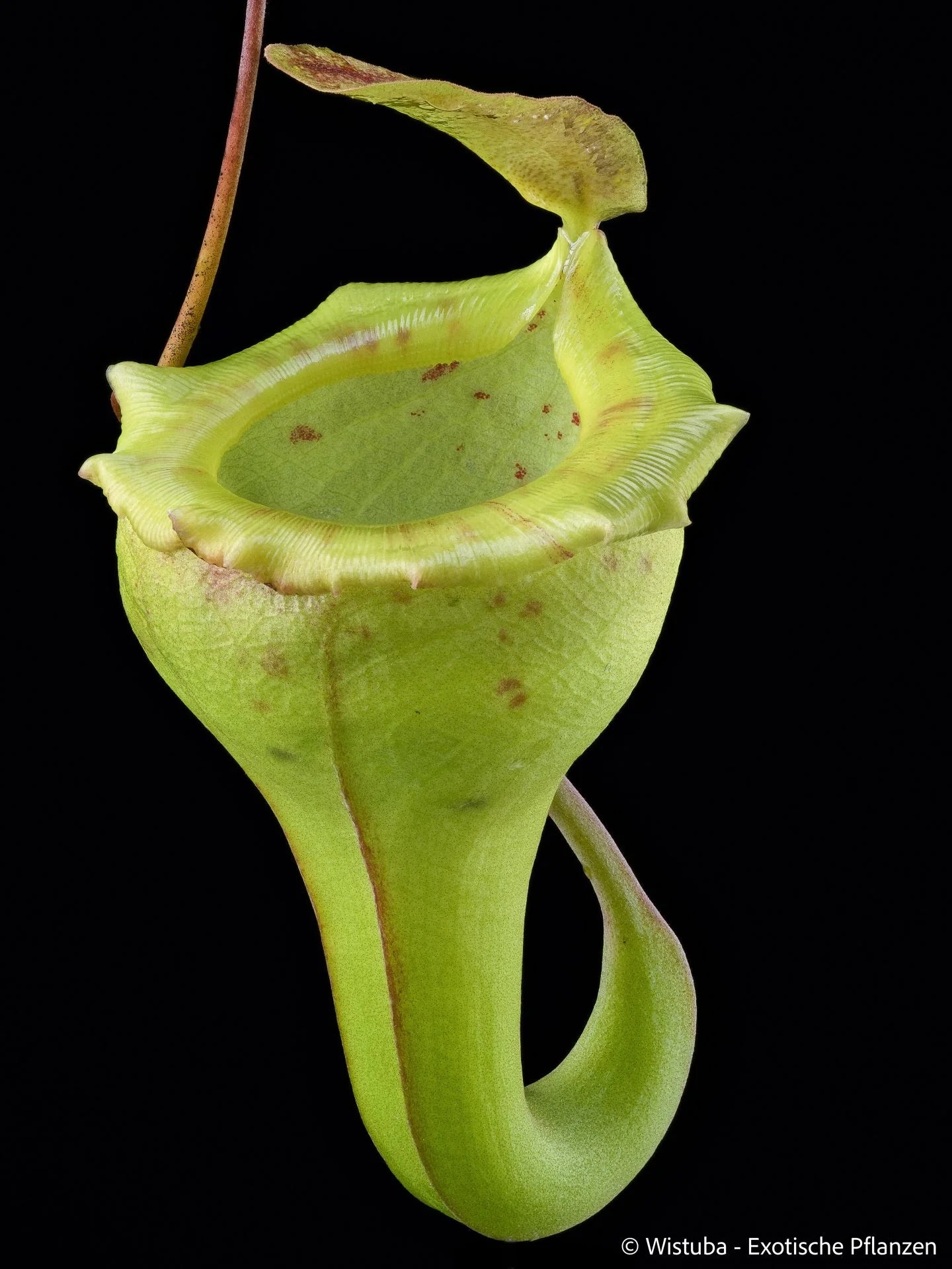 Nepenthes flava (Sumatra) 大森食虫植物農園