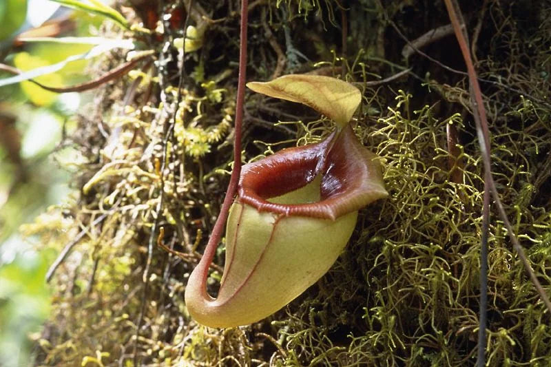 Nepenthes flava (Sumatra) 大森食虫植物農園