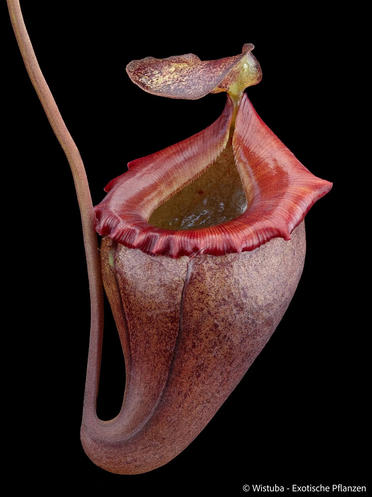 Nepenthes flava (Sumatra) 大森食虫植物農園