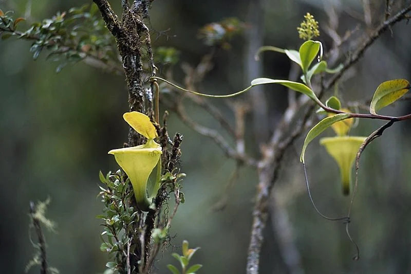 Nepenthes flava (Sumatra) 大森食虫植物農園