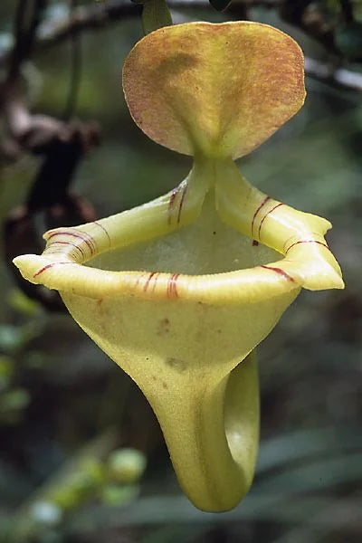 Nepenthes flava (Sumatra) 大森食虫植物農園
