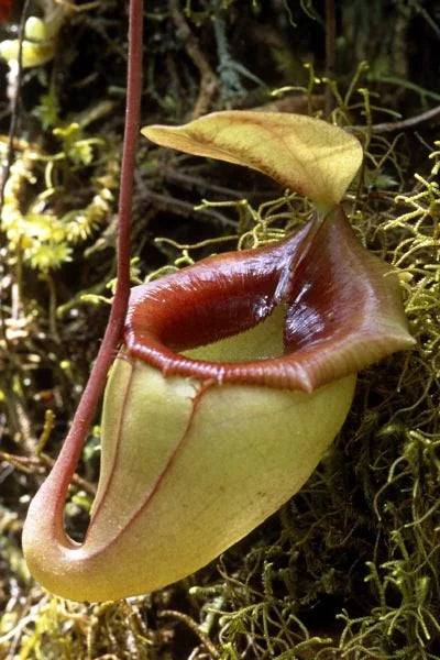 Nepenthes flava (Sumatra) 大森食虫植物農園