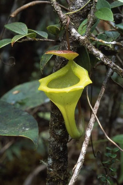 Nepenthes flava (Sumatra) 大森食虫植物農園