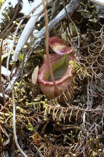 Nepenthes flava (Sumatra) 大森食虫植物農園
