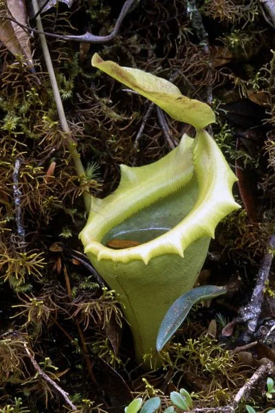 Nepenthes flava (Sumatra) 大森食虫植物農園