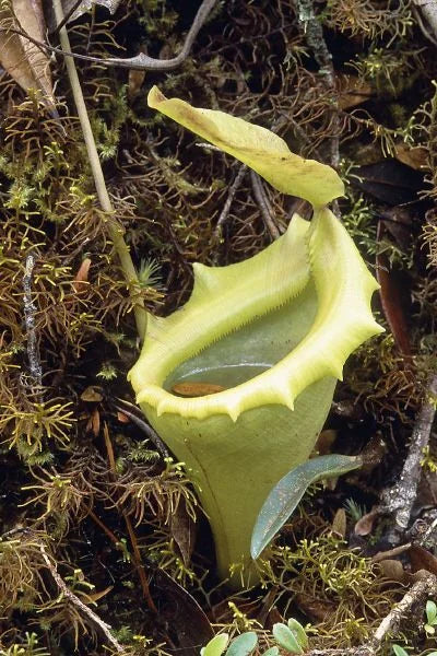 Nepenthes flava (Sumatra) 大森食虫植物農園