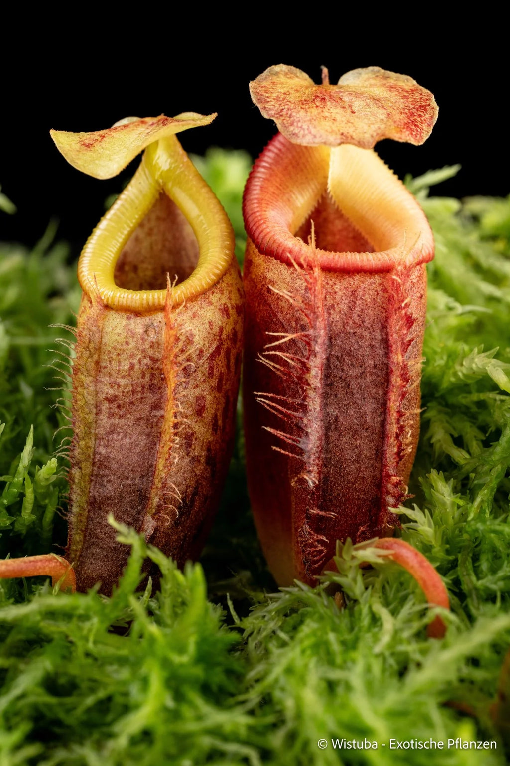 Nepenthes flava x (mira x lowii) 大森食虫植物農園