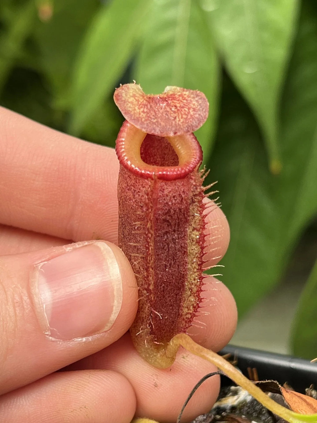 Nepenthes flava x (mira x lowii) 大森食虫植物農園