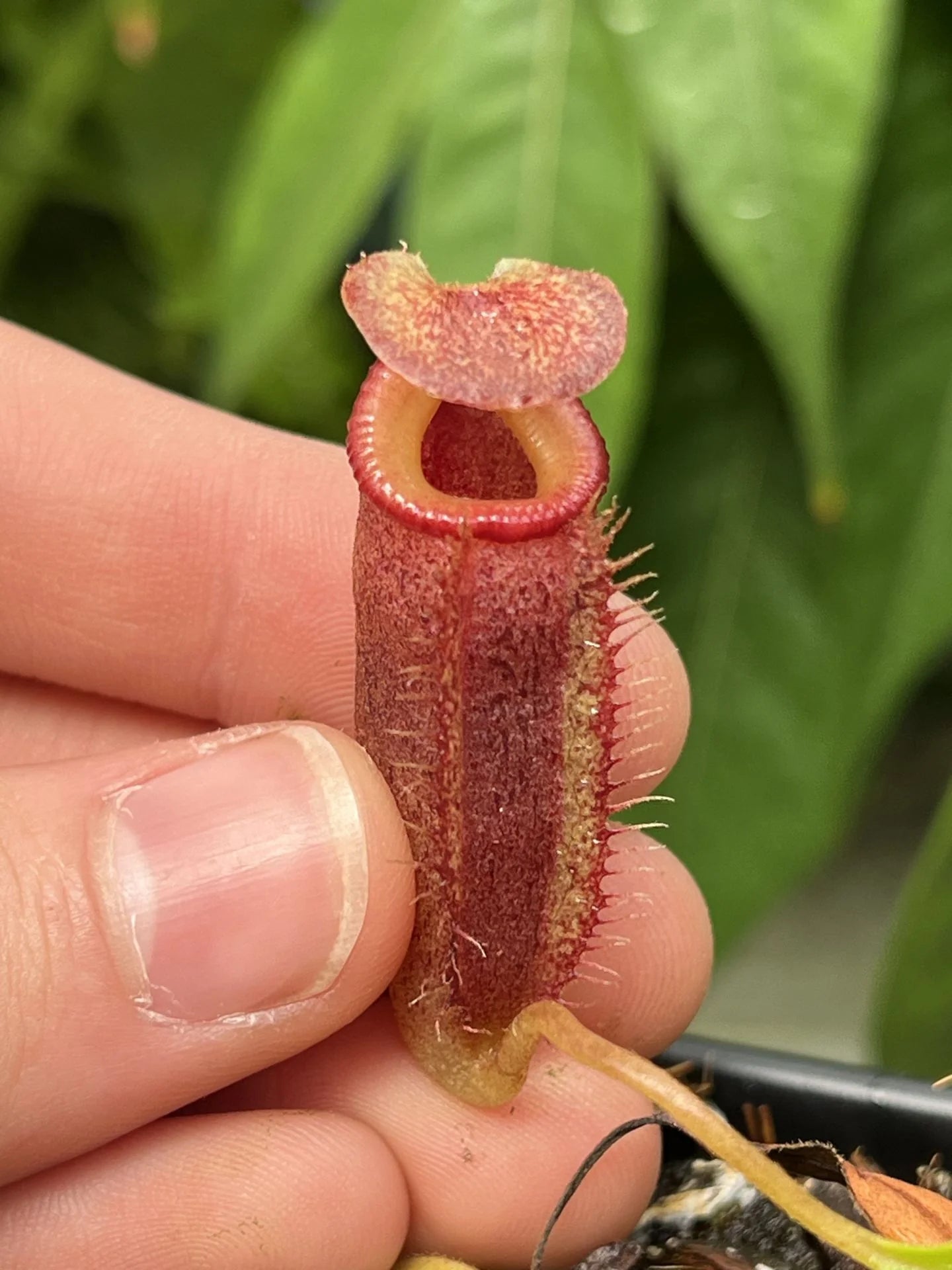 Nepenthes flava x (mira x lowii) 大森食虫植物農園