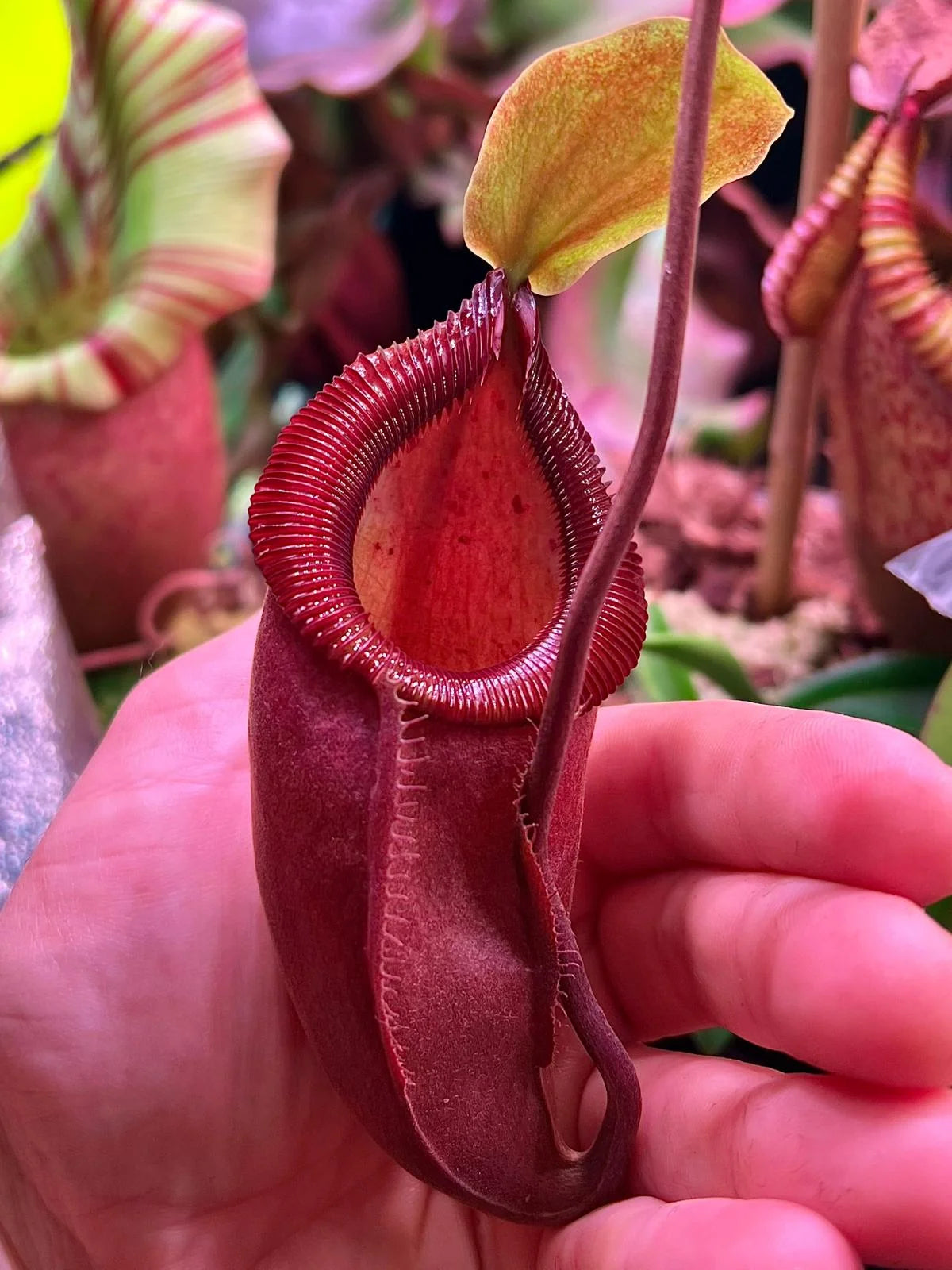 Nepenthes flava x diabolica 大森食虫植物農園