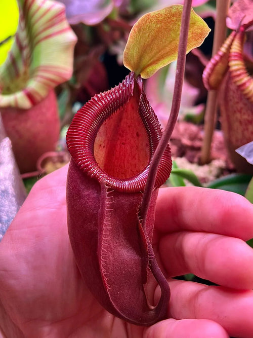 Nepenthes flava x diabolica 大森食虫植物農園