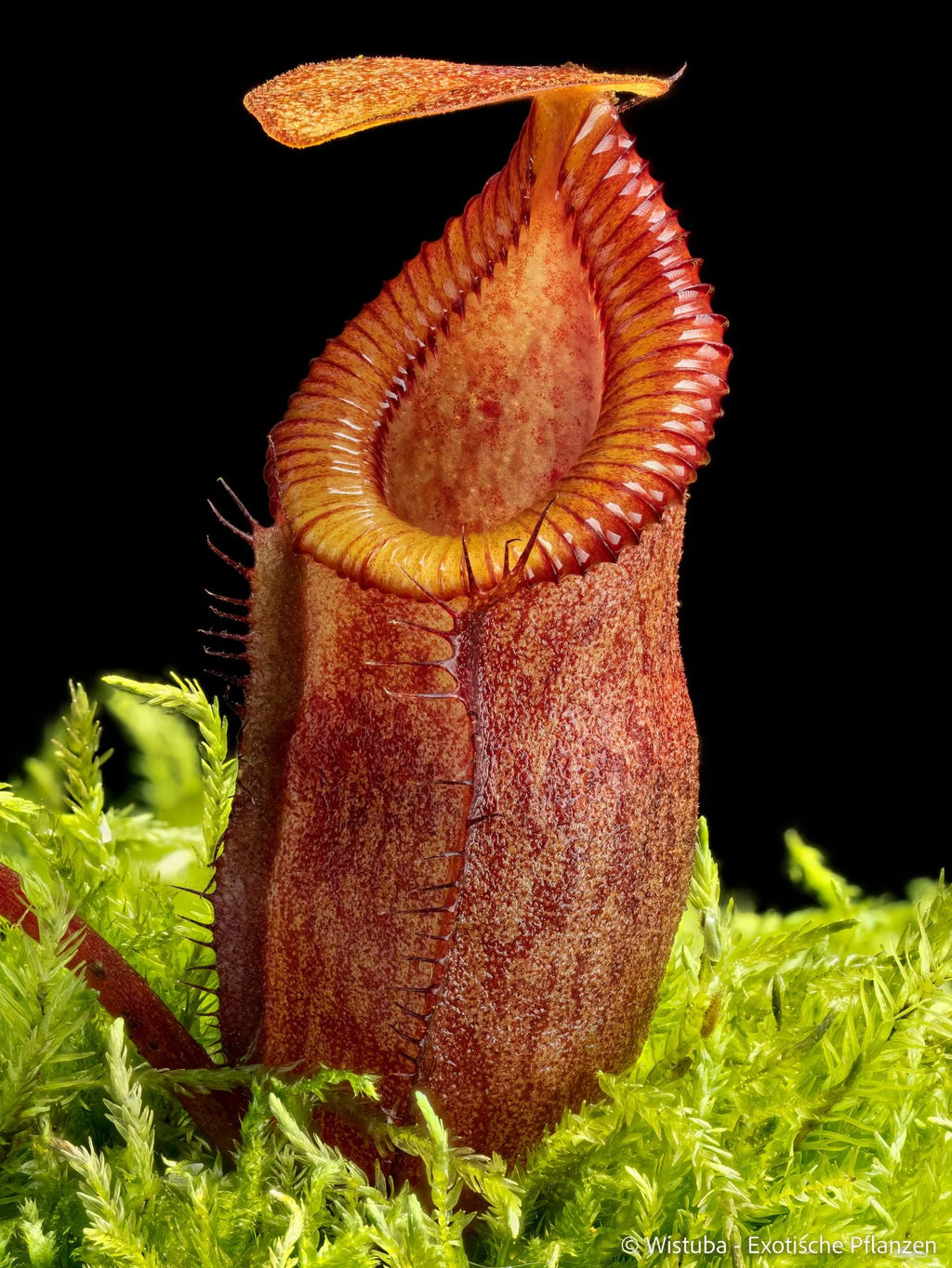 Nepenthes flava x diabolica 大森食虫植物農園
