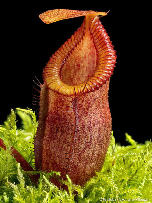Nepenthes flava x diabolica 大森食虫植物農園