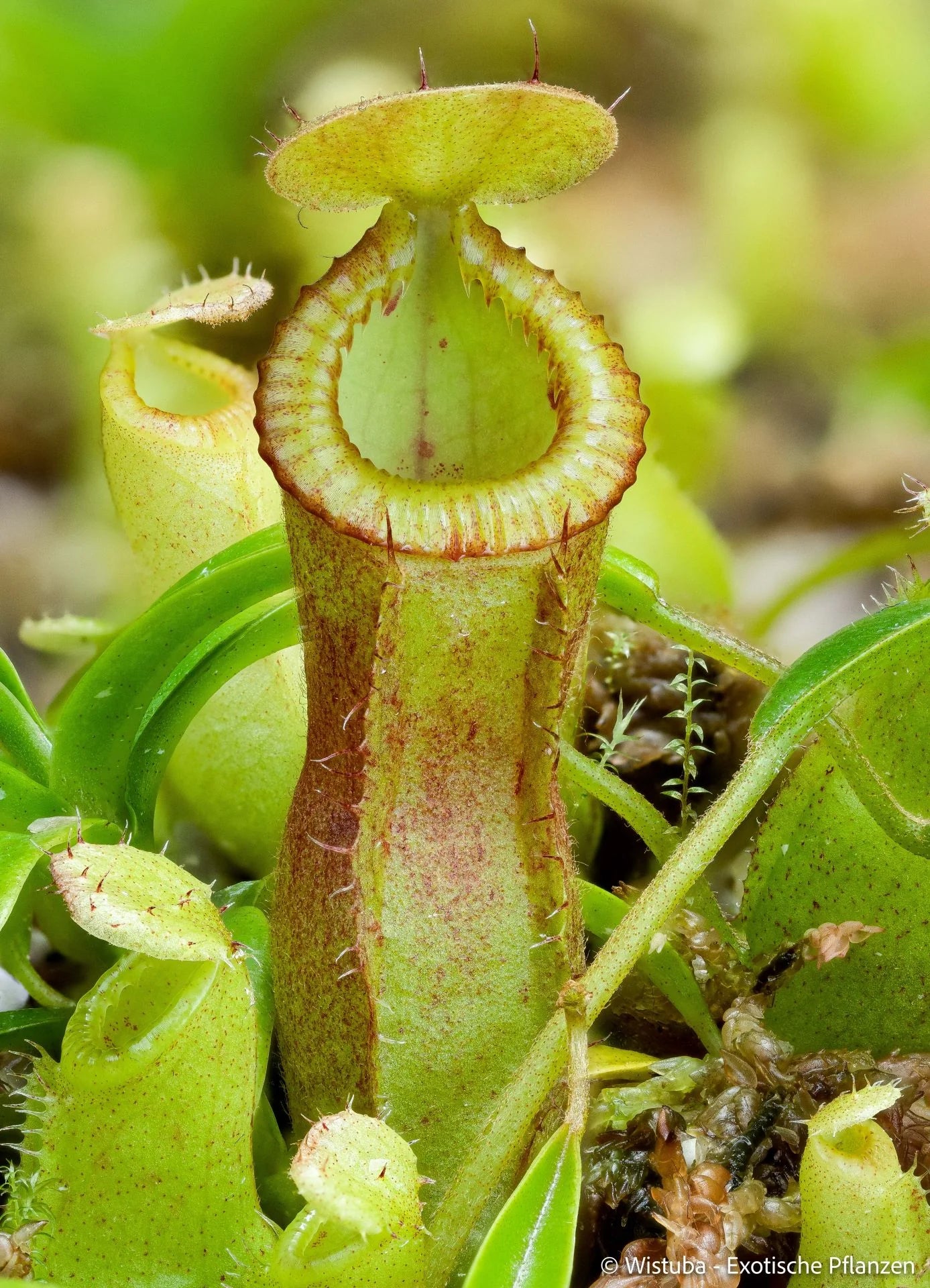 Nepenthes flava x diabolica 大森食虫植物農園