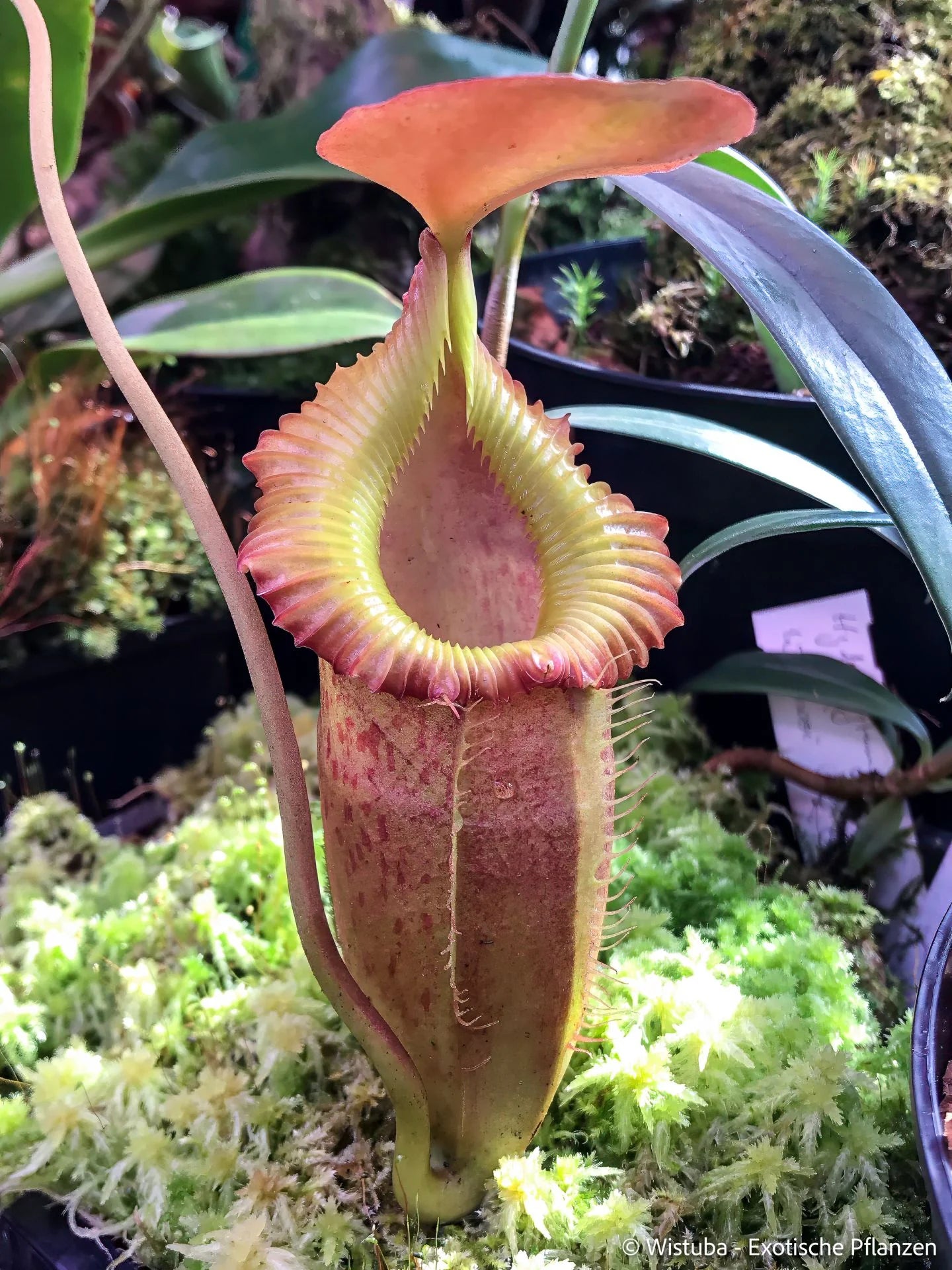 Nepenthes flava x edwardsiana 大森食虫植物農園