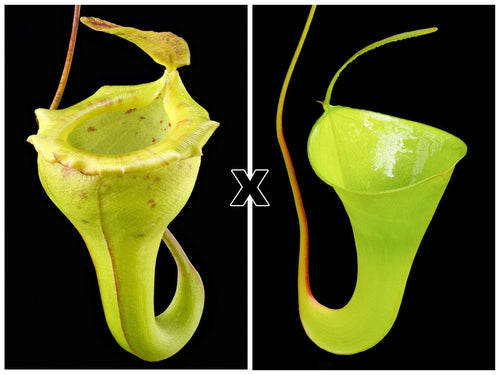 Nepenthes flava x inermis 大森食虫植物農園