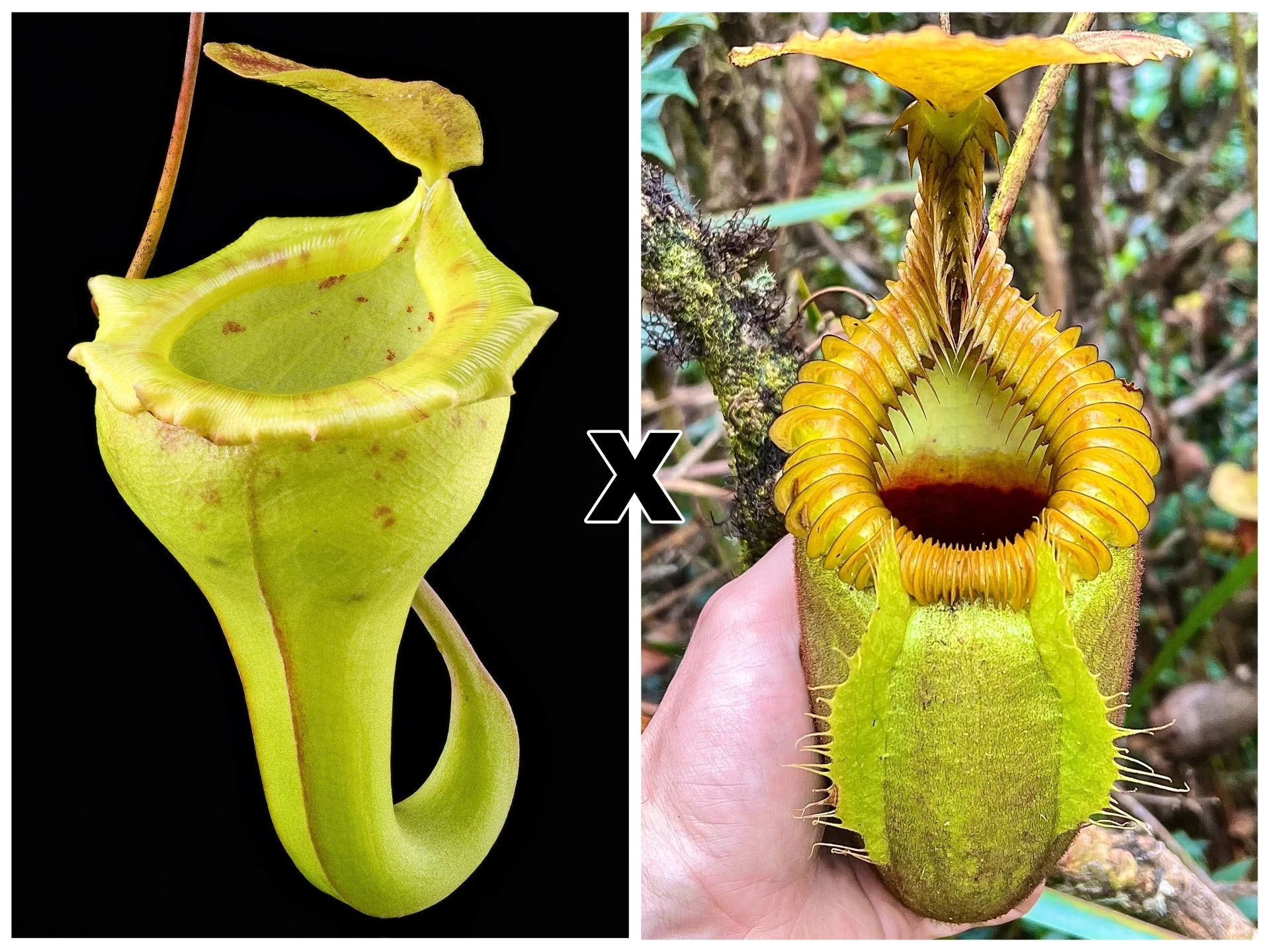 Nepenthes flava x villosa 大森食虫植物農園