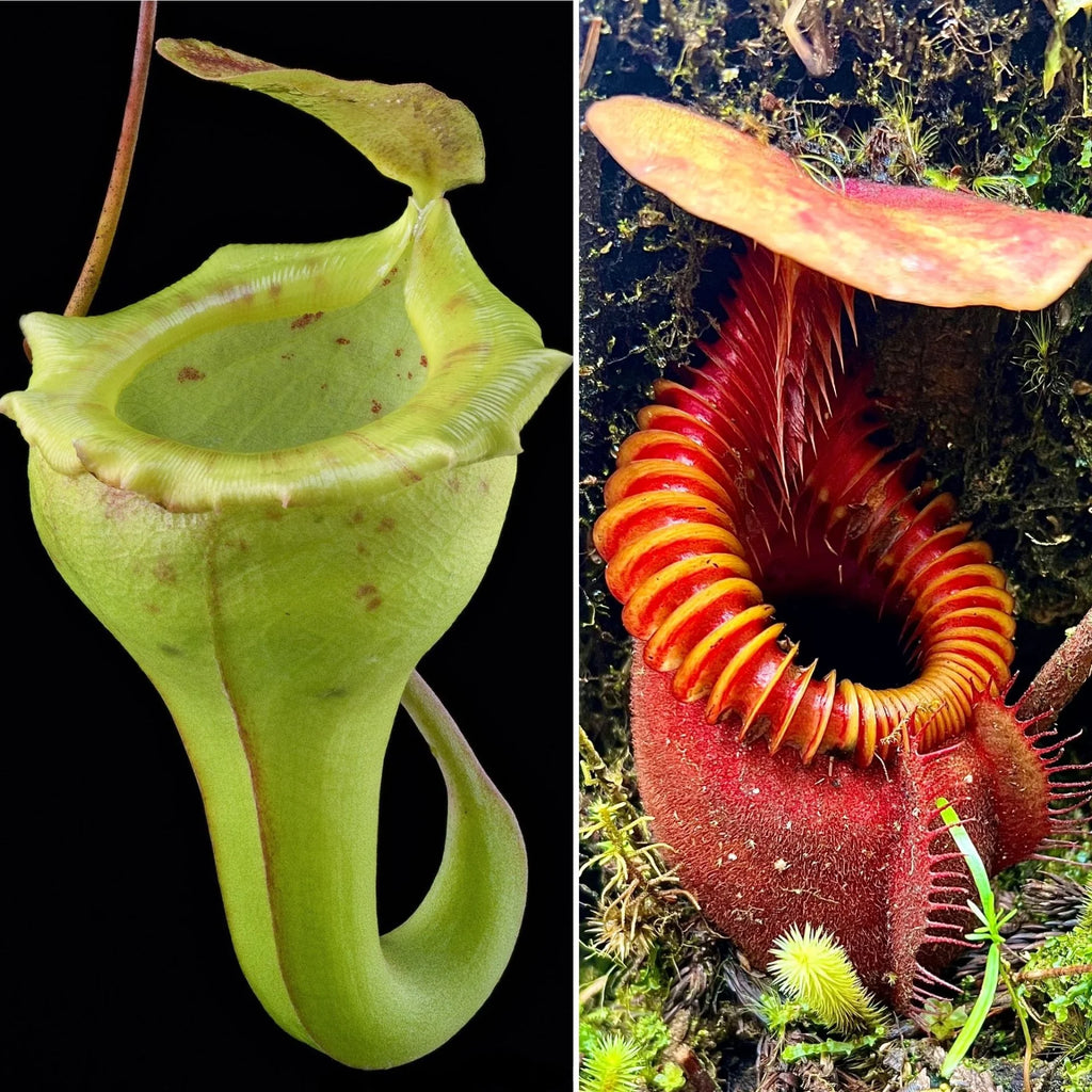 Nepenthes flava x villosa 大森食虫植物農園
