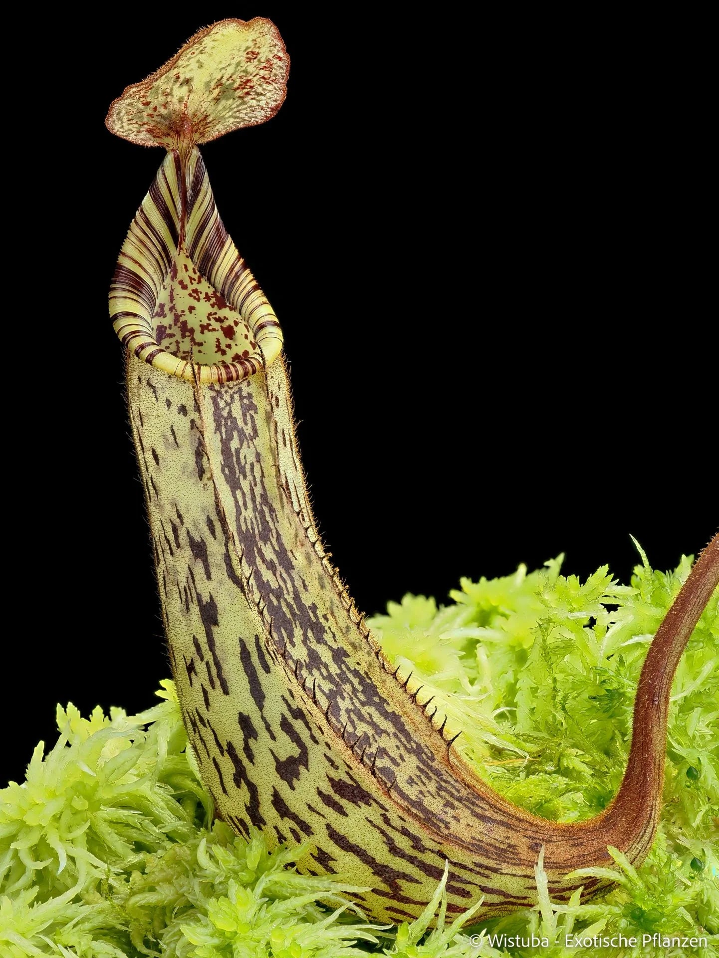 Nepenthes fusca (Kemoel, Borneo) 大森食虫植物農園