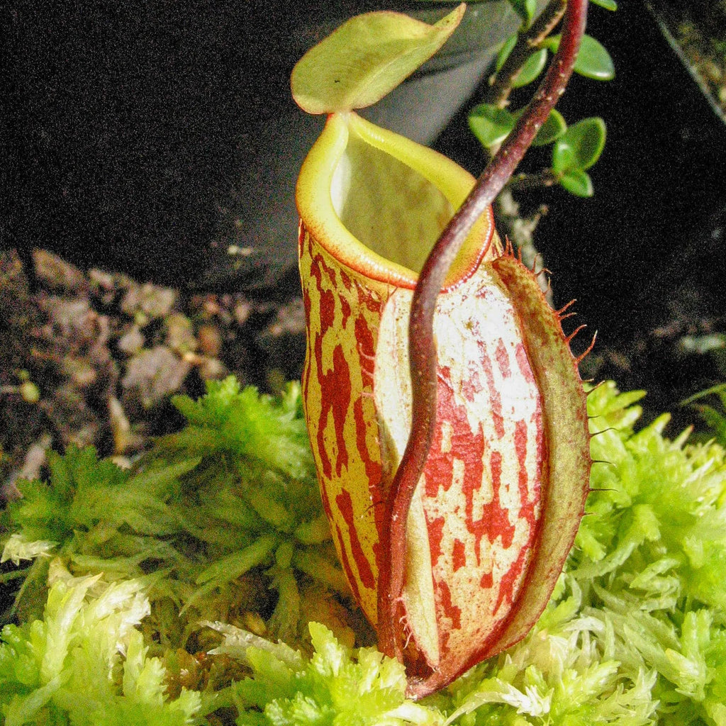 Nepenthes glabrata, 10-14 cm 大森食虫植物農園