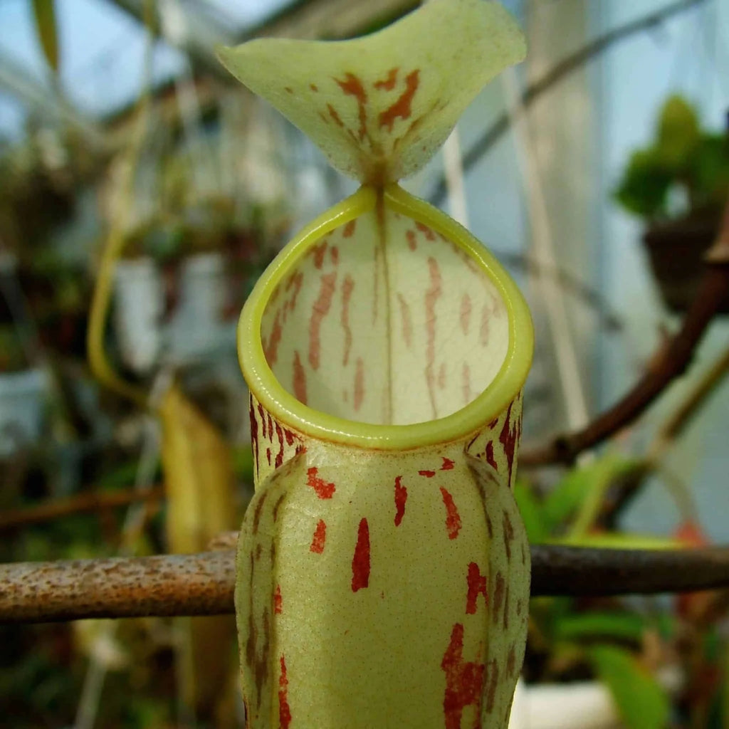 Nepenthes glabrata, 10-14 cm 大森食虫植物農園