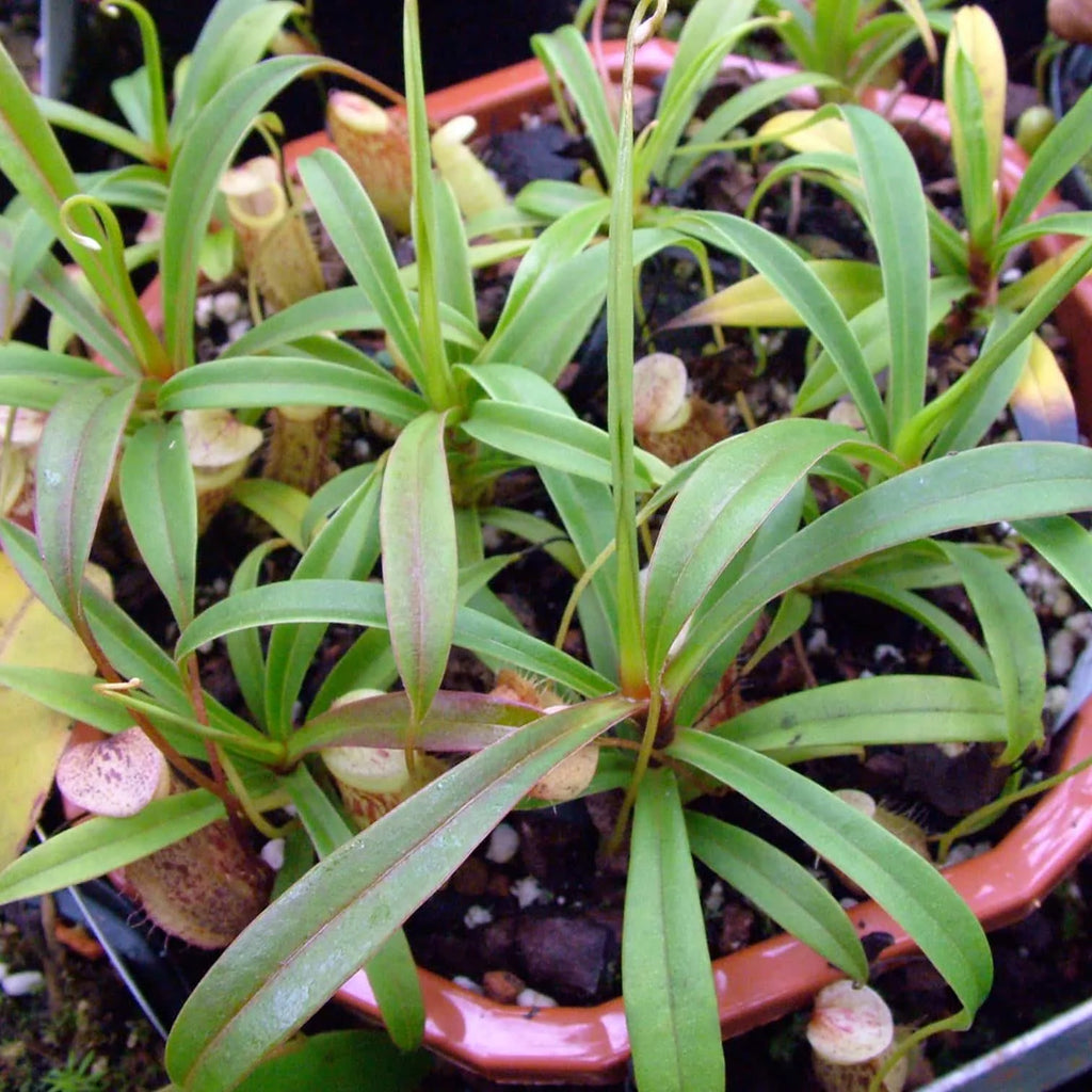 Nepenthes glabrata, 10-14 cm 大森食虫植物農園