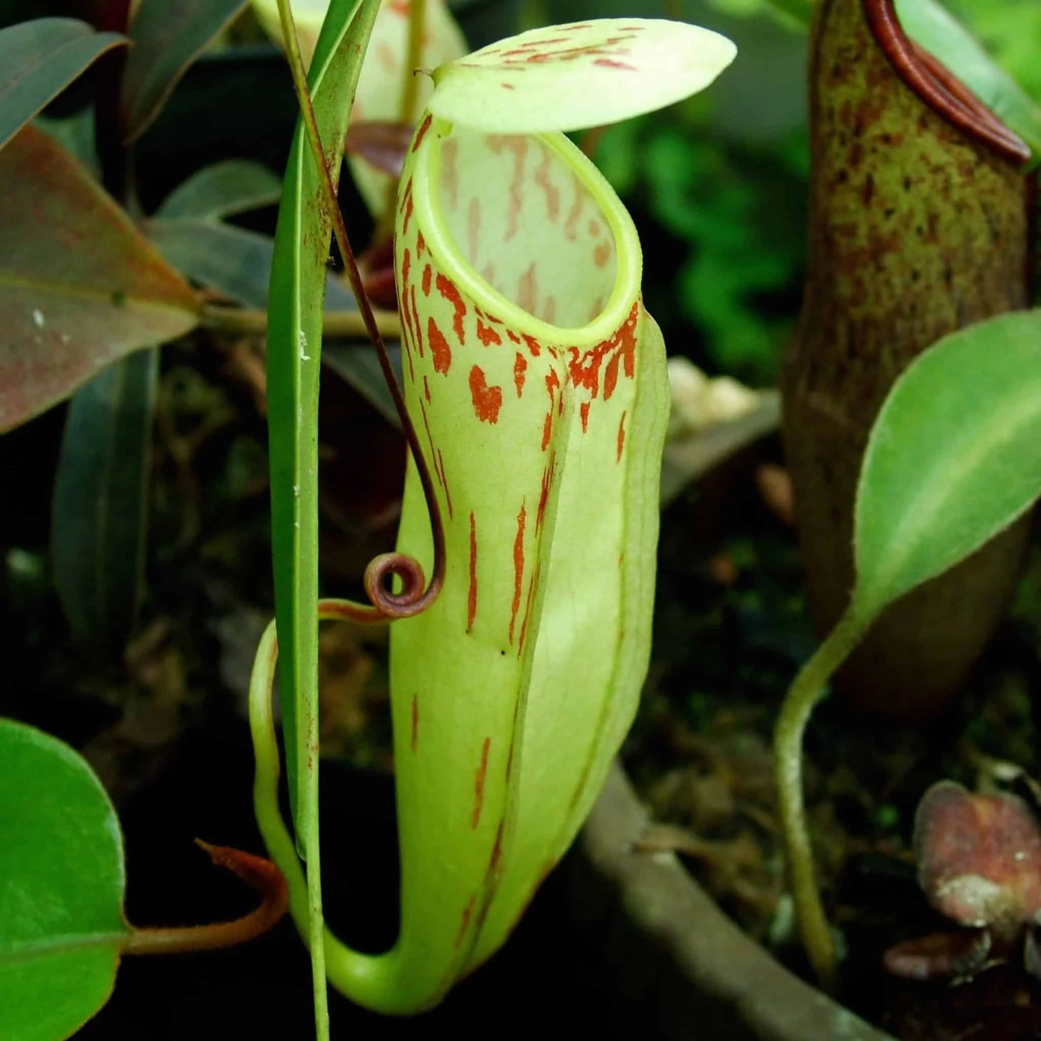 Nepenthes glabrata, 10-14 cm 大森食虫植物農園