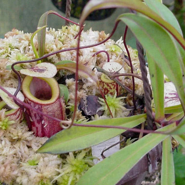 Nepenthes glabrata, 10-14 cm 大森食虫植物農園