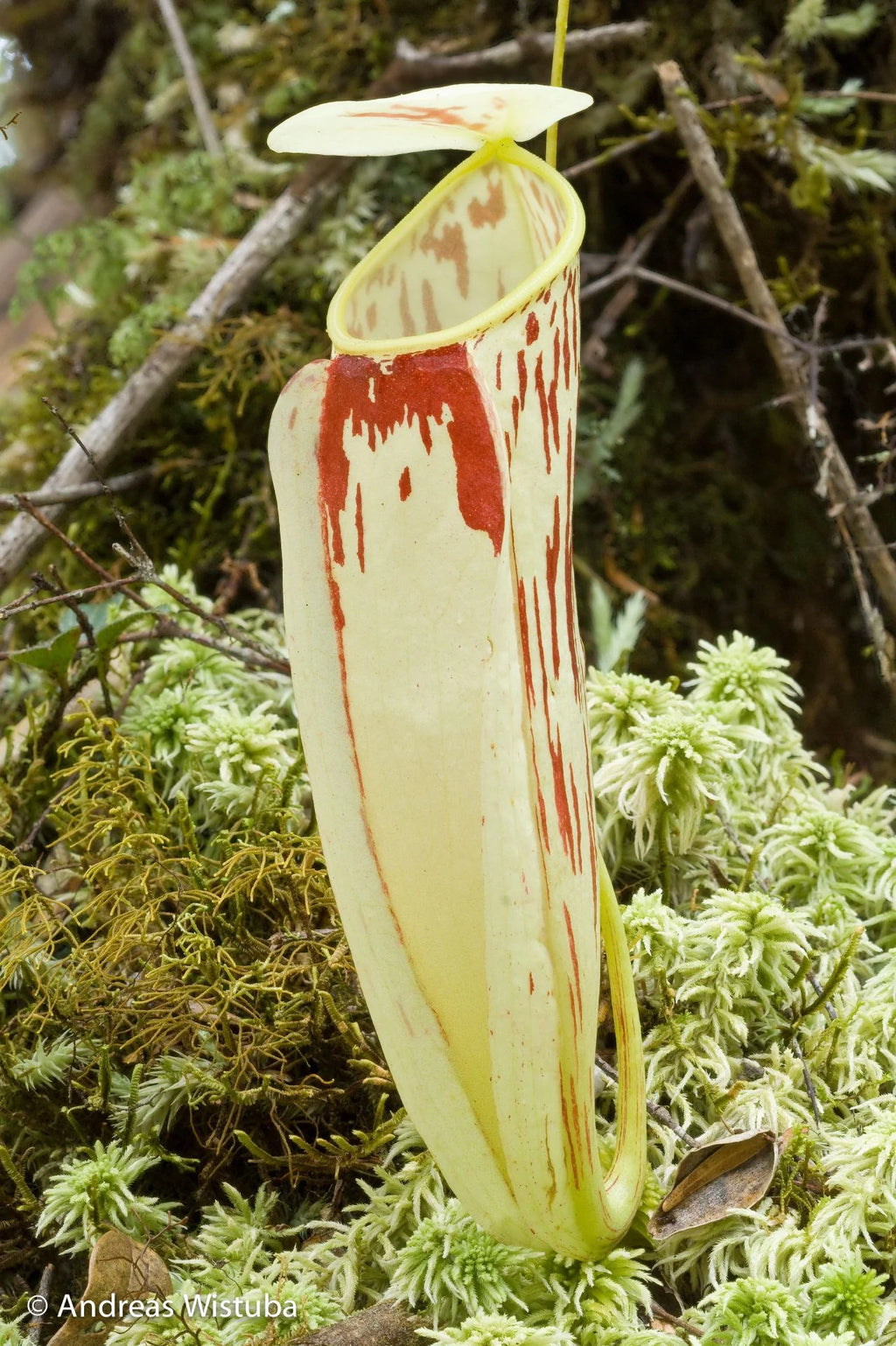 Nepenthes glabrata (Gunung Katopasa, Sulawesi) 大森食虫植物農園