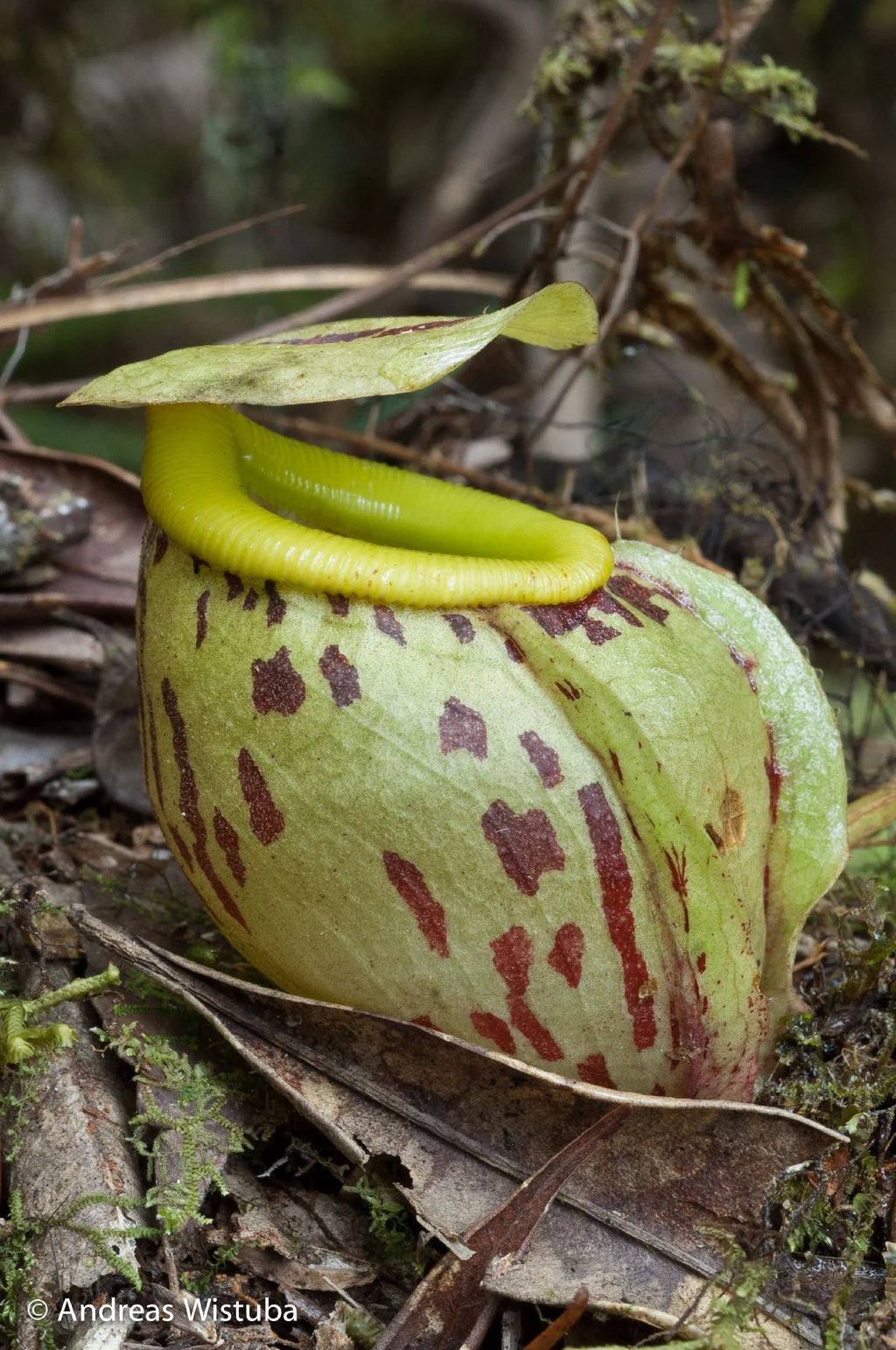 Nepenthes glabrata (Gunung Katopasa, Sulawesi) 大森食虫植物農園
