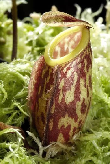 Nepenthes glabrata (Sulawesi) 大森食虫植物農園