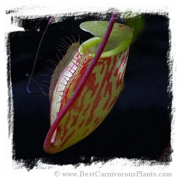 Nepenthes glabrata {clone 1, Gunung Balease, Selatan, South Sulawesi, Indonesia} [BCP ID# N2147-01] / 1株の苗, サイズ 5-10 cm 大森食虫植物農園