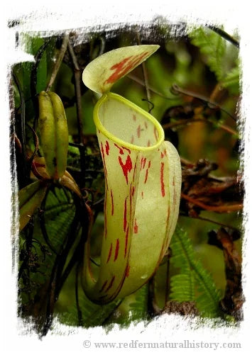 Nepenthes glabrata {clone 2, Gunung Balease, Selatan, South Sulawesi, Indonesia} [BCP ID# N2147-02] / 1株の苗, サイズ 5-10 cm 大森食虫植物農園