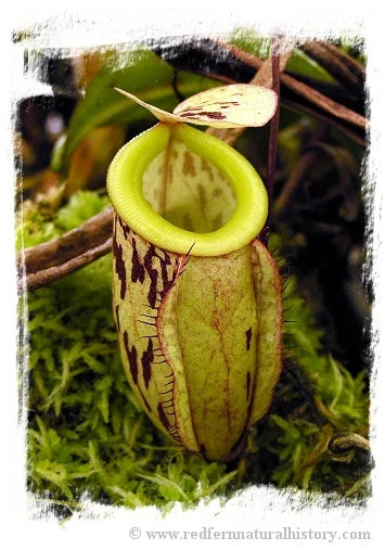 Nepenthes glabrata {clone 2, Gunung Balease, Selatan, South Sulawesi, Indonesia} [BCP ID# N2147-02] / 1株の苗, サイズ 5-10 cm 大森食虫植物農園