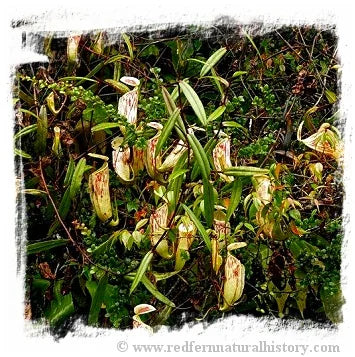 Nepenthes glabrata {mix of clones, Tonusu, Tentena, Central Sulawesi, Indonesia} [BCP ID# N2199] / 1株の苗, サイズ 4-8 cm 大森食虫植物農園