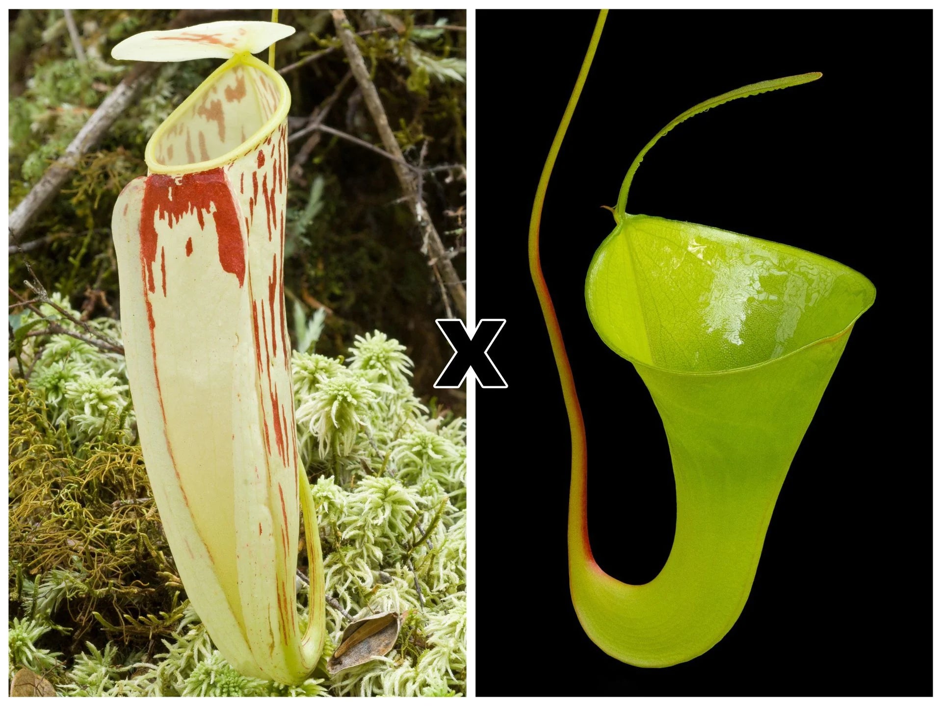 Nepenthes glabrata x inermis 大森食虫植物農園
