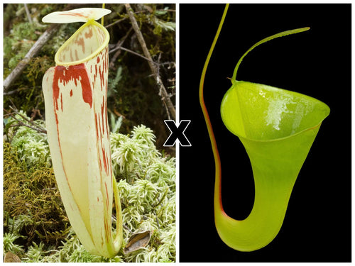 Nepenthes glabrata x inermis 大森食虫植物農園
