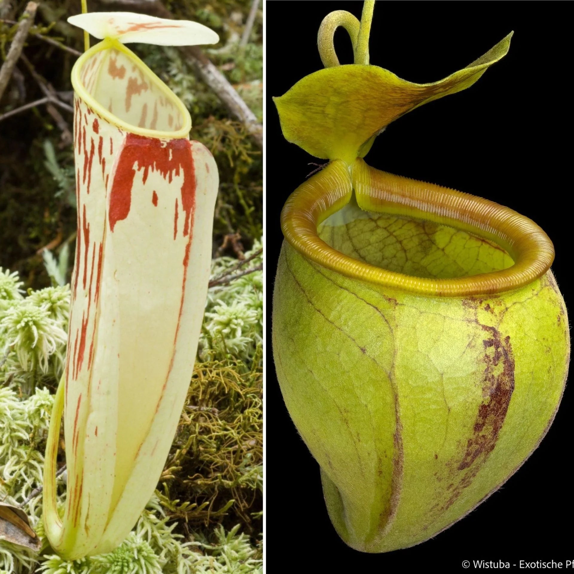 Nepenthes glabrata x undulatifolia 大森食虫植物農園