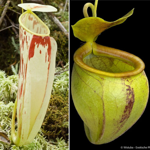 Nepenthes glabrata x undulatifolia 大森食虫植物農園